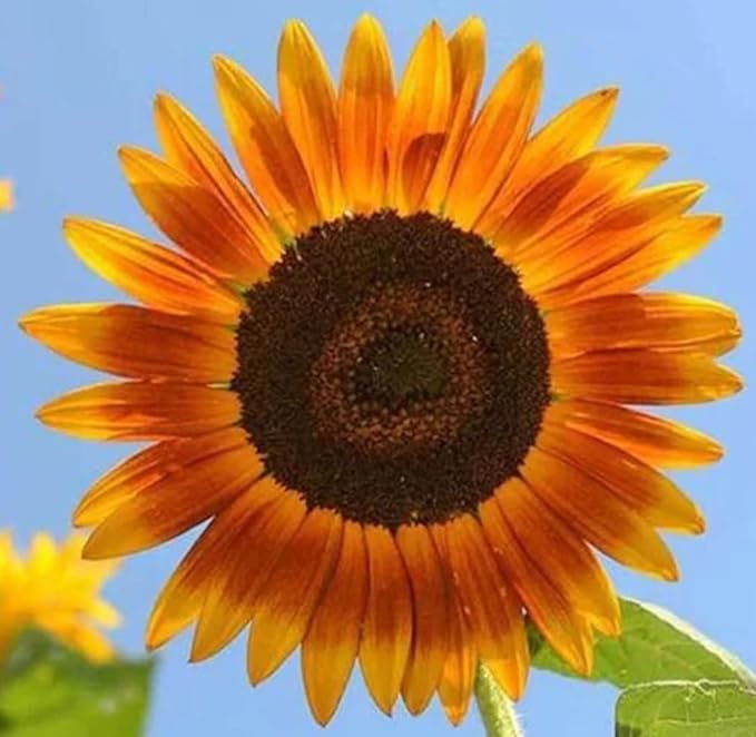 Sunflower Seeds for Planting - Heirloom Non-GMO Red Sun Sunflower Seeds to Plant & Grow Home Outdoor Garden - Great Gardening Gift, 1 Ounce Approx 500 Seeds