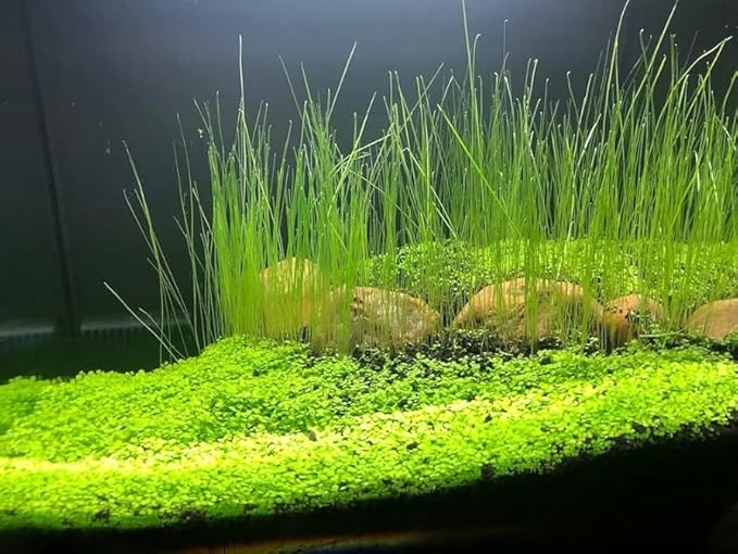 3 Pack Freshwater Aquarium Decor, Easy Growing Dwarf Carpet for Fish Tank/Terrarium, Natural Aquatic Plant Growth Material (Long Hair Grass)