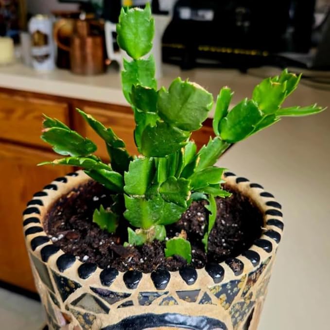 2 Live Salmon Christmas Cactus Plants, Salmon Christmas Cactus Plants Live, 4 to 6 Inch, Bare Root, Perennial Flower Holiday Succulent Plant, No Pot