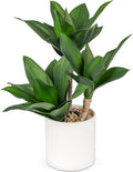 Hollyone Large Artificial Agave Plants Fake Three-Head Agave Succulent Plant Potted 15" Faux Plant in White Pot Succulent Aloe Plant Indoor for Desk Modern Home Decor