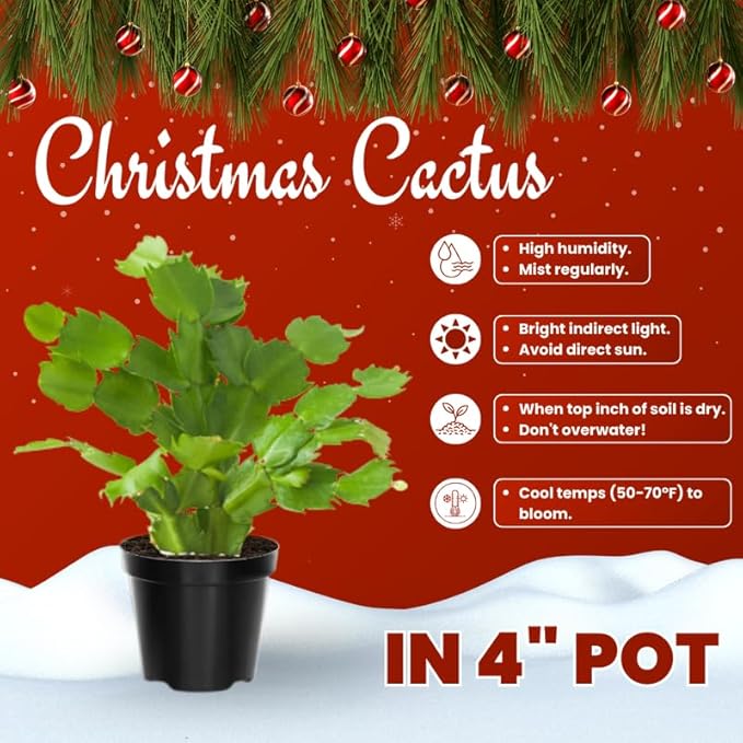 White Christmas Cactus Plants Live in 4 Inch Pot, Vibrant Christmas Cactus Blooms, Perennial Holiday Cactus Plant Flower Succulent Houseplant
