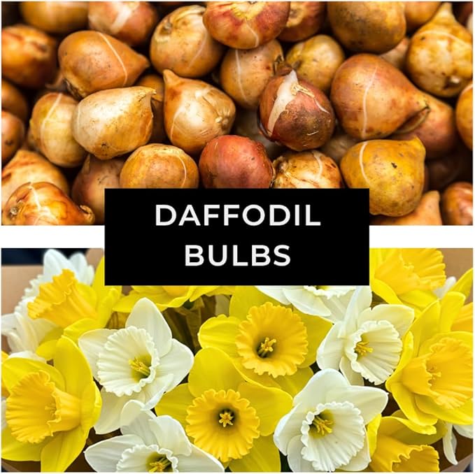 Daffodil Mix Bulbs for Planting - Easy to Grow Perennial Flowers for Garden or Containers (25 Bulbs)