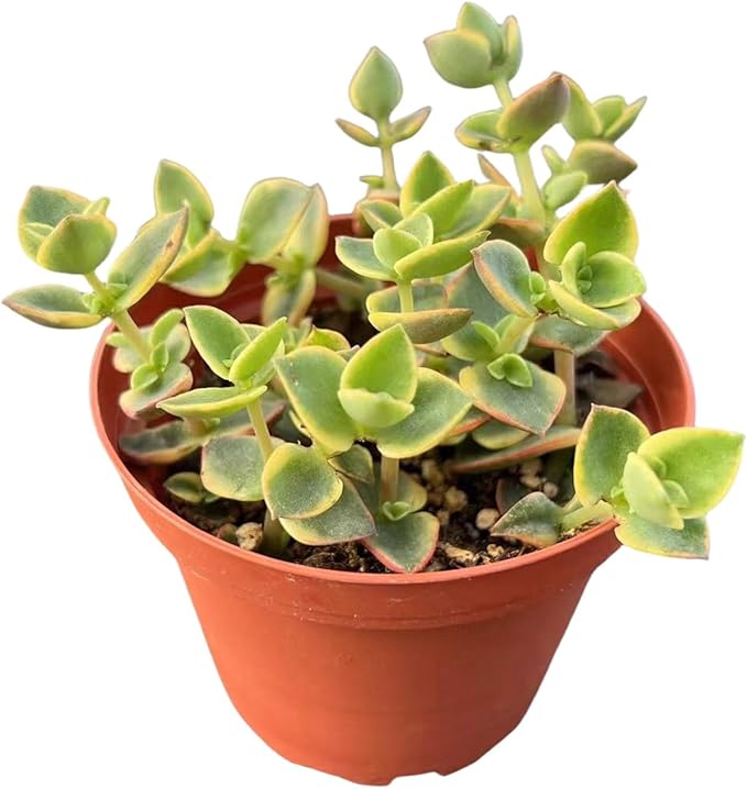 Sprout N Green Crassula pellucida SSP marginalis f rubra, 4in Live Succulent Fully Rooted with Soil Mix, Rare House Plant for Home Holiday Wedding Garden Decor, DIY Projects, Party Favor