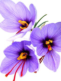 Saffron Crocus Bulbs - Long Lasting, Enhance Garden with Exquisite Flavor | Harvest Spice at Home - Low Maintenance & Easy to Grow - Autumn Bloomers (50 Pack)