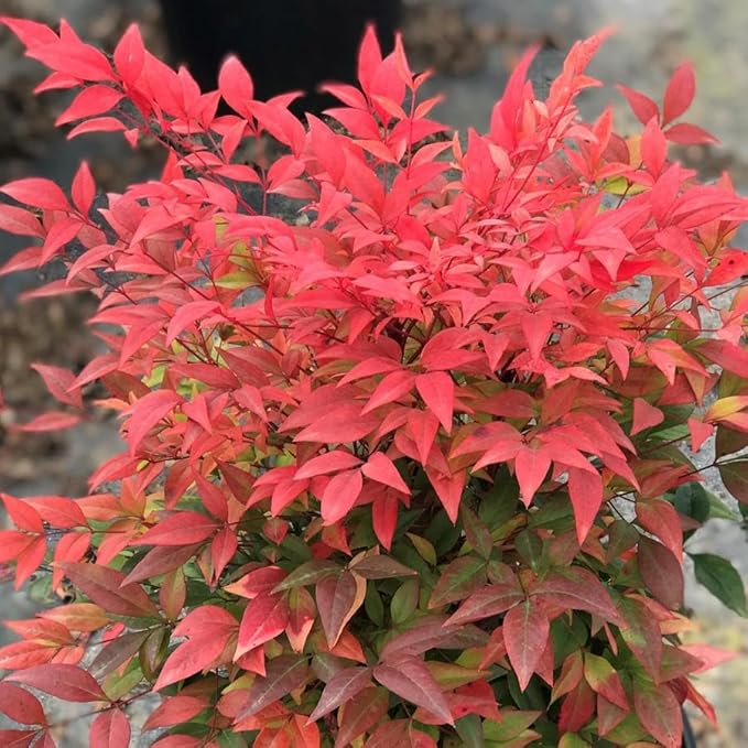 Nandina Gulf Stream - Nandina domestica. Compact Heavenly Bamboo | Year-Round Color | Low Maintenance Shrub | Drought Tolerant | Live Plant (2 Nandina Gulf Stream Cups)