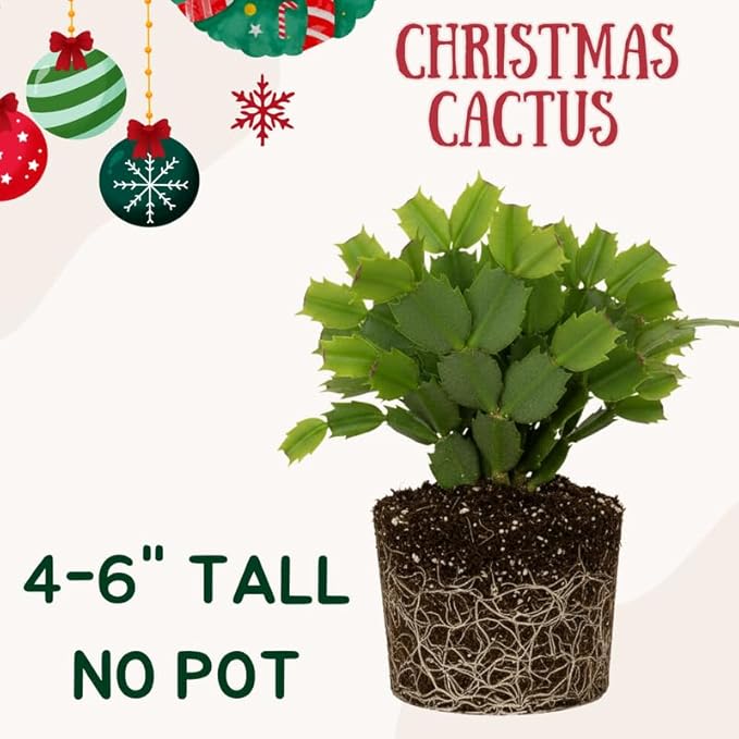 White Christmas Cactus Plants Live, Size 3-6" Christmas Cactus Plant, Colorful Holiday Houseplant Flowering Succulent Live Plants for Planting, Well Rooted, No Pot