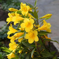 Jasmine Plant, Fragrant Jasmine Flower Vine 4-8 Inches Well Rooted for Container, Hanging Basket Growing (Vibrant Yellow)