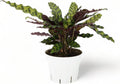 Rattlesnake Calathea Live Plant - Air Purifier, Colorful House Plant, Ideal for Home Decor - Calathea Rattlesnake for Indoor Plants, Calathea Lancifolia Prayer Plant (Large Calathea Rattlesnake)