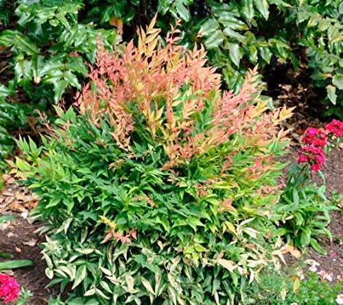 Gulf Stream Dwarf Nandina - Heavenly Bamboo - Live Plant - (1 QT)