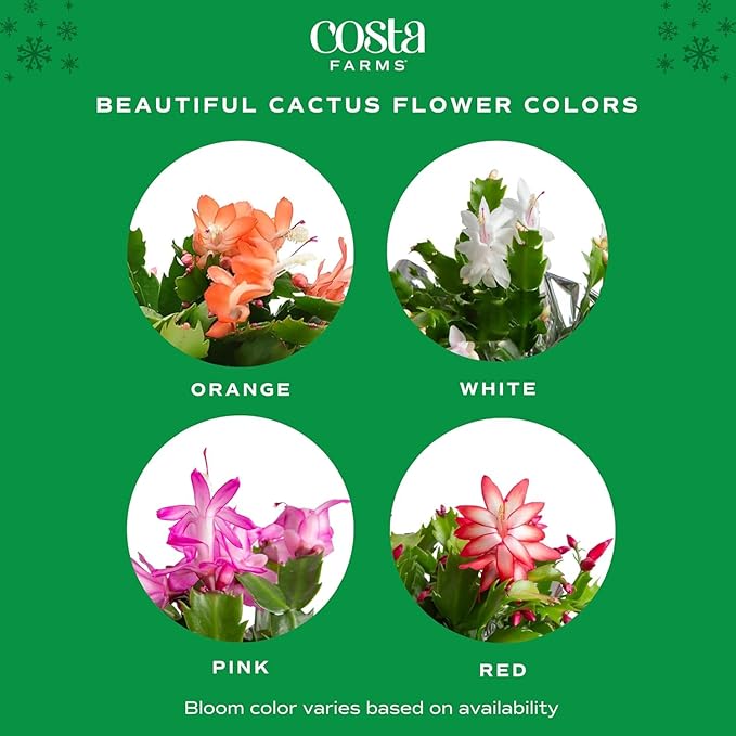 Costa Farms Christmas Cactus, 2-Pack, Fully Rooted Zygo, Live Indoor Holiday, Thanksgiving, Christmas Decoration, Room Decor, 7-Inches Tall