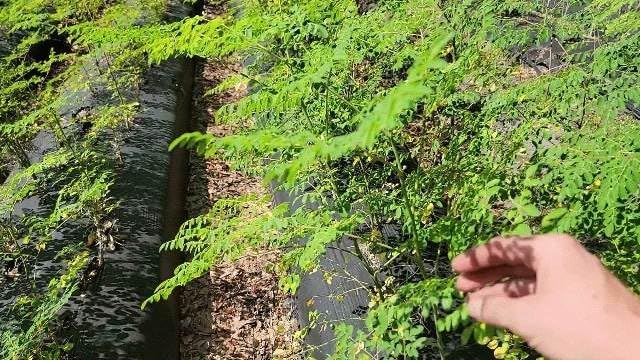 Moringa Plants 2 Live Moringa Trees with Moringa Seeds, Drumstick Tree, Miracle Tree, Moringa Seedling, Live Plant