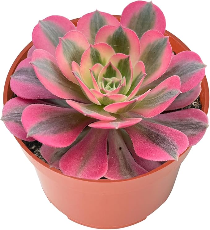 Live Succulents Aeonium 'Pink Wich' (4-inch), Succulent Plants Fully Rooted in Pots with Soil, Easy-Care House Plant for DIY, Home Office Decor, Wedding Party Favor
