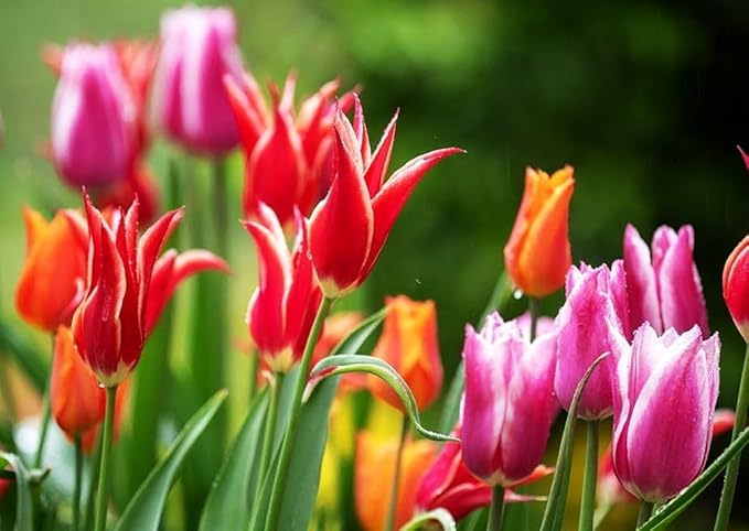 Tulips Lily Flowering Mixture Tulip Pink Red White Yellow Plant Bulbs Spring Flowering Gardens Size 12+ (50, Lily Flowering Mixture)
