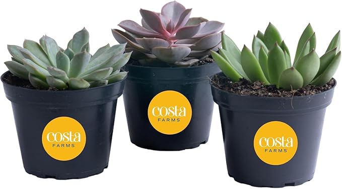 Costa Farms Echeveria Succulents Fully Rooted Live Indoor Plant 6-Inches Tall, in Grower Pot, 3-Pack