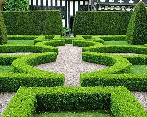 Japanese Boxwood | 3 Live Plants | Buxus Microphylla | Evergreen Shrub, Low Maintenance, Ideal for Hedges, Dense Foliage, Perfect for Borders, Hardy Versatile Landscaping