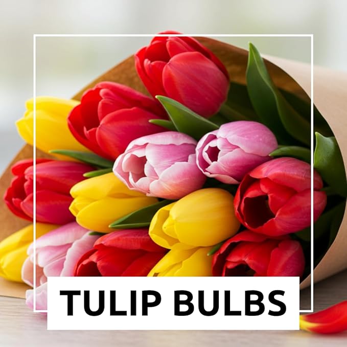 Boldyrev's Colorful Blend Tulip Garden - Mix of Pink, Yellow, Orange, Purple and Red Tulips - Stunning Perennial Flowers Bloom Each Spring - Darwin Hybrid Tulips (10 Bulbs)