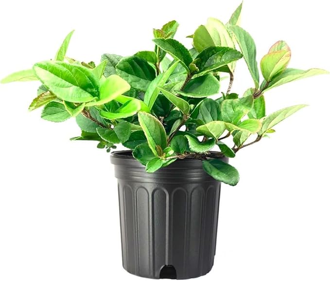 Viburnum Suspensum | 3 Large Gallon Size Plants I Sandankwa I Live Durable Evergreen Shrub with Fragrant Blooms, Ideal for Hedges, Privacy Screens, and Ornamental Landscaping