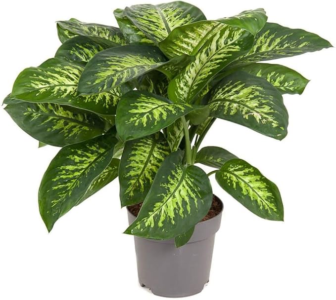 GARDENERA Superior Potting Soil Mix for Dieffenbachia - Perfect Balance of Nutrients, Drainage, and Aeration for Optimal Growth (1 Quart)