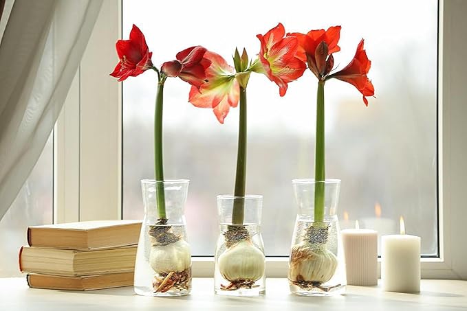 Blue Waxed Red Amaryllis Bulb - Stunning Red Blooms with Wax Coating - No Soil or Water Required - Easy-to-Grow Holiday Décor & Perfect for Gifting - Vibrant Indoor Flowering Plant