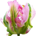 5 Green Wave Parrot Tulip Bulbs – Unique Green and White Blooms – Ruffled Petals for Spring Gardens – Hardy & Easy to Grow Perennial Tulips