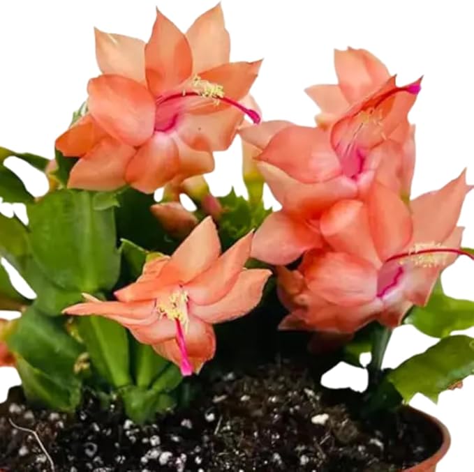 Thanksgiving Cactus Live Plant in 4" Pot, Holiday Christmas Cactus Plants Live, Winter Bloom, Indoor Planting, Ready to Blooms (Peachy Yellow)