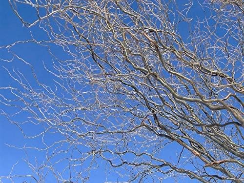 Kelli's Curly Corkscrew Trees - 8 Tree Cuttings to Grow - Grow 8 Amazing Curly Willow Trees. Made in USA, Ships from Iowa.