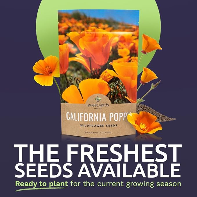 California Orange Poppy Wildflower Seeds - Bulk 1/4 Pound Bag - Over 80,000 Native Seeds - California State Flower!