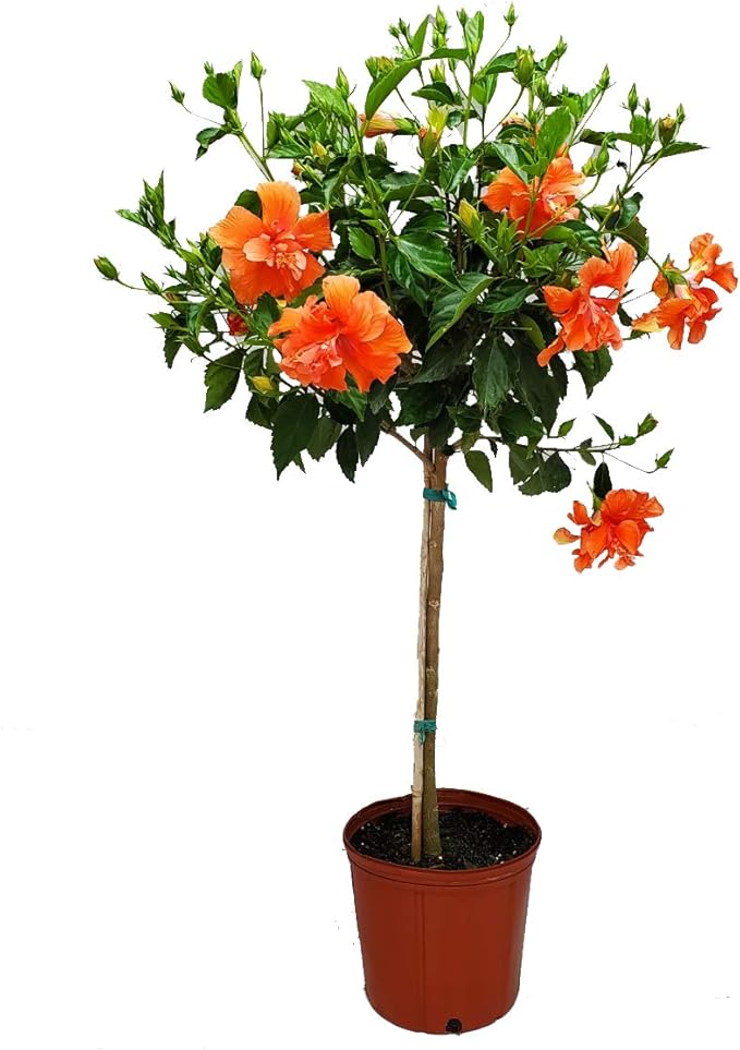 Live Hibiscus Tree - Double Peach Flower - Overall Height 38" to 44" - Tropical Plants of Florida (Plant Only)