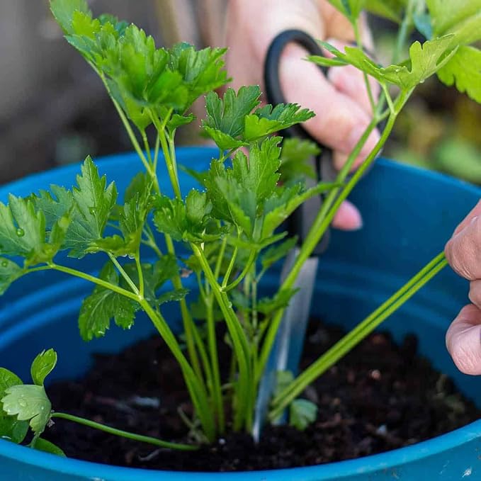 GARDENERA Parsley Plant Potting Soil [20 Quarts] Enhance Flavor and Health with Professional Grade Nutrient-Rich Mix
