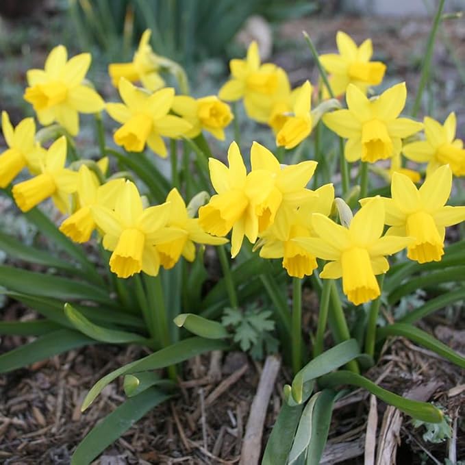 Tete A Tete Daffodil Flower Bulbs Jumbo Pack - 50 Bulbs per Pack - Deer Resistant - Good as Cut Flowers - Good for Indoor Forcing - Grows Well in Containers - Naturalizing - Perennializing