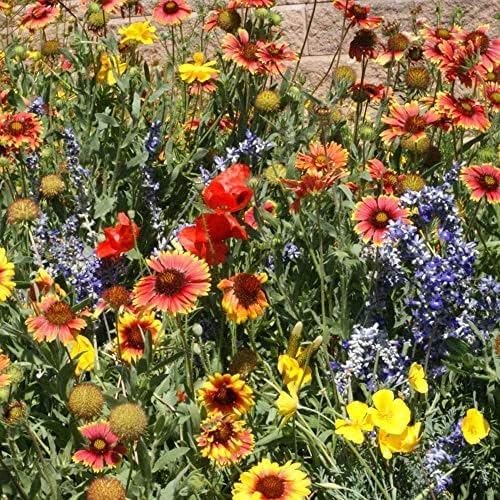 Outsidepride Dryland Wildflower Seed Mix - 1 lb. Colorful Blend of Drought Tolerant, Annual and Perennial Wildflower Seeds for Attracting Pollinators in Arid States & Xeriscapes