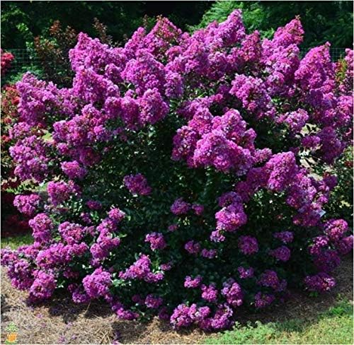 First Editions® Purple Magic Dwarf Crape Myrtle - Live Plant - Full Gallon Pot