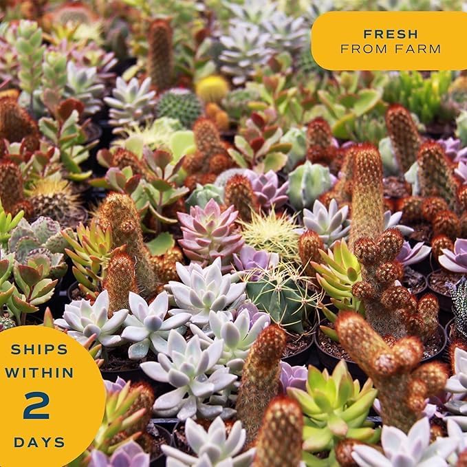 Costa Farms, Succulents, Fully Rooted, Live Indoor Plant, 2.5-Inch Haworthia, in Grower's Pot, 4-Pack