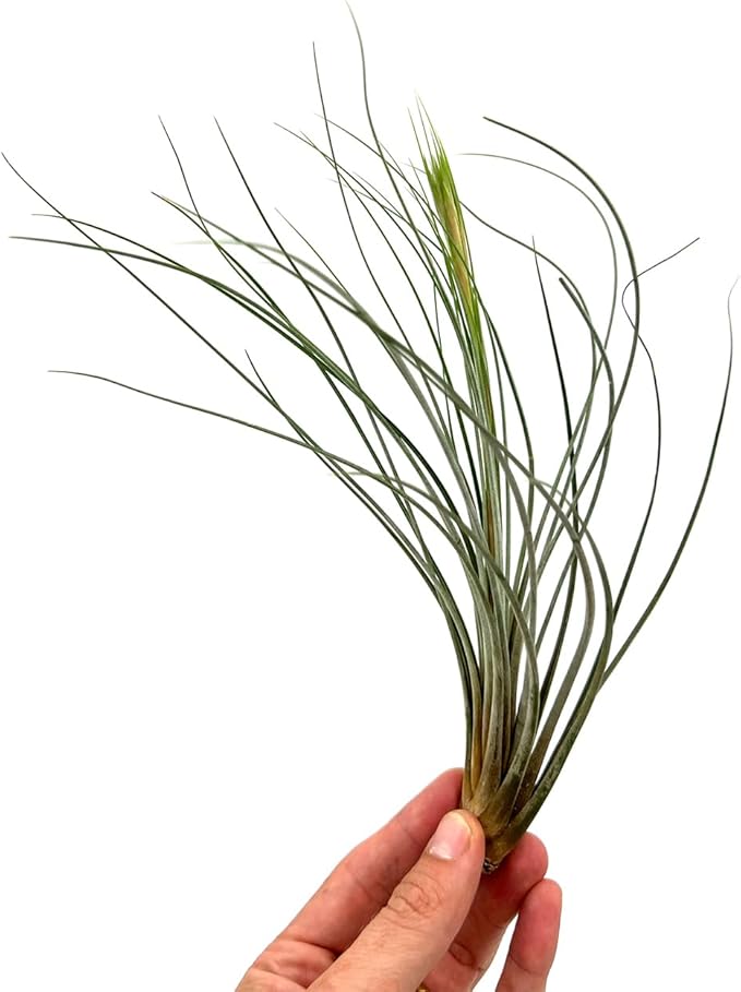 ragnaroc Air Plants - Tillandsia Juncea, Jumbo 8-12" - 2ct - Live Arrival Guaranteed - House Plants for Home Decor & Gift