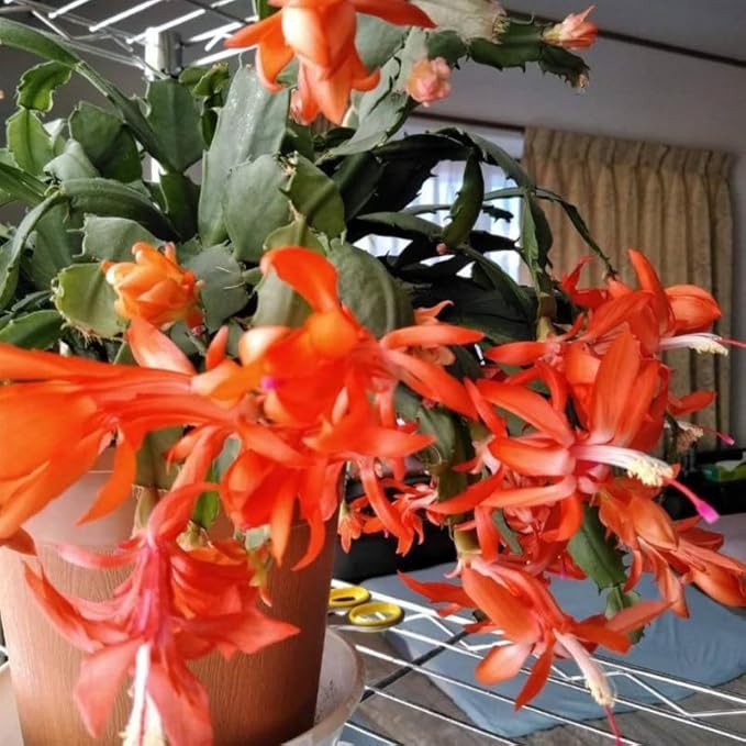 Set 2 Christmas Cactus Plants Live, Hanging Baskets Houseplants, Holiday Cactus Indoor Plants Live Well-Rooted 4-9" Tall, No Pot (Orange)