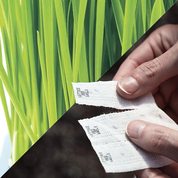 Park Seed Sow Effortless Collection Seed Tape – Cat Grass, 15 Feet – Easy DIY Planting for Pets or Windowsill Decor, Quick-Growing Barley Grass, No Thinning or Measuring Required, Ready in 7 Days