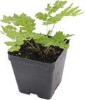 Greenwood Nursery: Live Perennial Plants - Cinnamon Fern + Osmundastrum Cinnamomeum - [Qty: 5X Pint Pots] - (Click for Other Available Plants/Quantities)