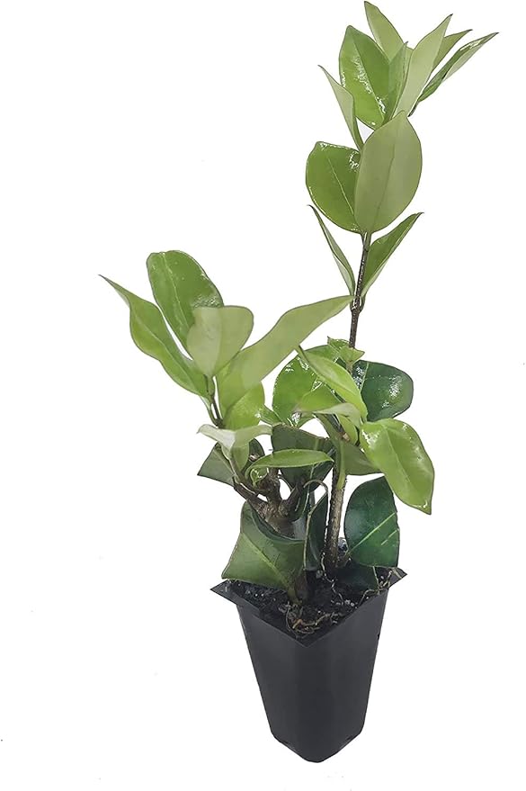 Ligustrum Waxleaf Privet - 30 Live Plants - Evergreen Privacy Hedge Shrub