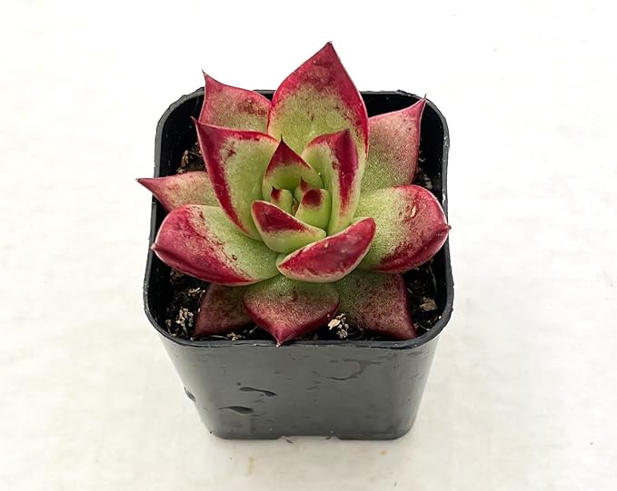 Sprout N Green Echeveria Red Knight | Red Ebony, Mini Live Succulent Fully Rooted in 2 inch Starter Pot, House Plant for Indoor Outdoor Home Office Wedding Decoration Party Favor