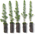 White Spruce Live Tree Seedling Plugs | 6"-12" | Arbor Day Foundation (5-Pack)