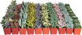 Shop Succulents Pastel Succulent Plant Pack Bulk Collection - Live Mini Succulent Plants, Low Maintenance, Bright & Serene Colors & Textures - Wedding and Party Favors, Gift & Garden, Pack of 64