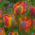 Rainbows Parrot Tulip Bulbs for Planting - Huge Bulbs for Huge Flowers, Grow Huge Rainbow Tulips (50 Bulbs)