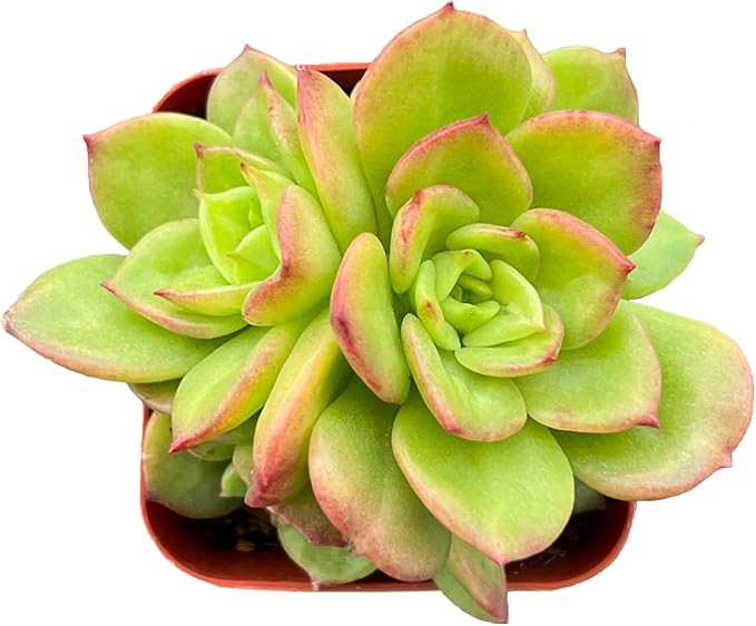 Sprout N Green x Sedeveria Rolly, 1 Live Mini Succulent Plant Fully Rooted in 2 inch Starter Pots with Soil Mix, Real House for Indoor Outdoor Home Office Wedding Decoration Party Favor