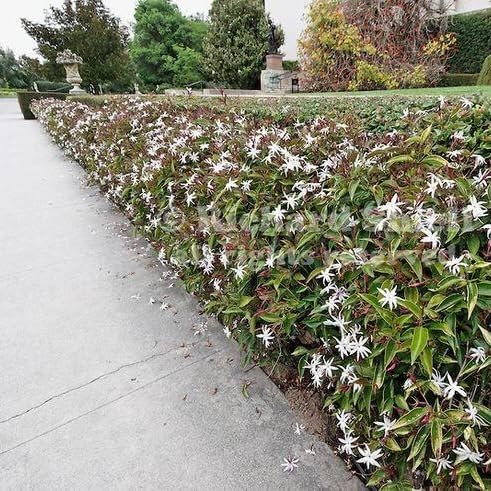 Live Angel Wing Jasmine (Jasminum Nitidum) Plants - Fragrant, White Blooming Evergreen Shrub for Any Garden (2 jas Angel Cups)