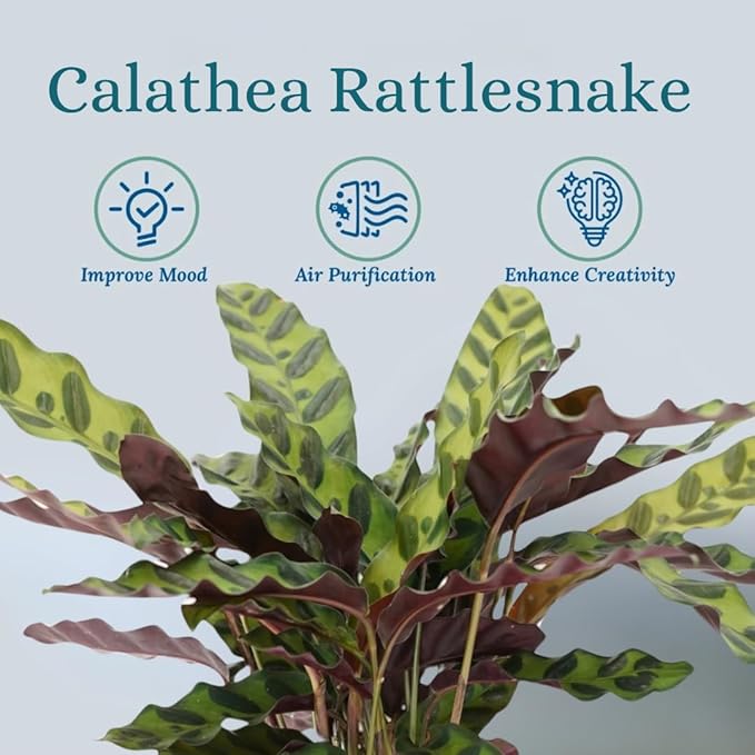 Rattlesnake Calathea Live Plant - Air Purifier, Colorful House Plant, Ideal for Home Decor - Calathea Rattlesnake for Indoor Plants, Calathea Lancifolia Prayer Plant (Large Calathea Rattlesnake)