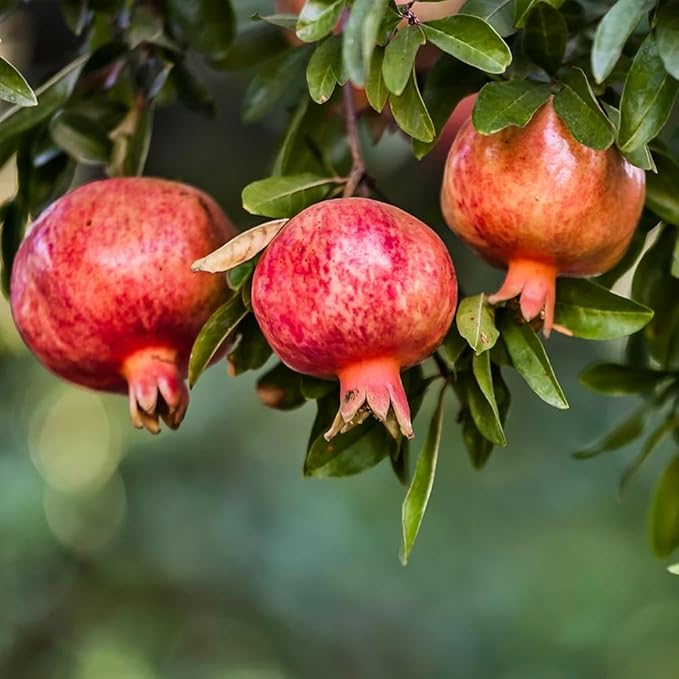 Live Pomegranate 'Wonderful' Plants (Punica Granatum 'Wonderful') - Fruit-Bearing, Drought-Tolerant, Easy to Grow (2 stevia Cups)
