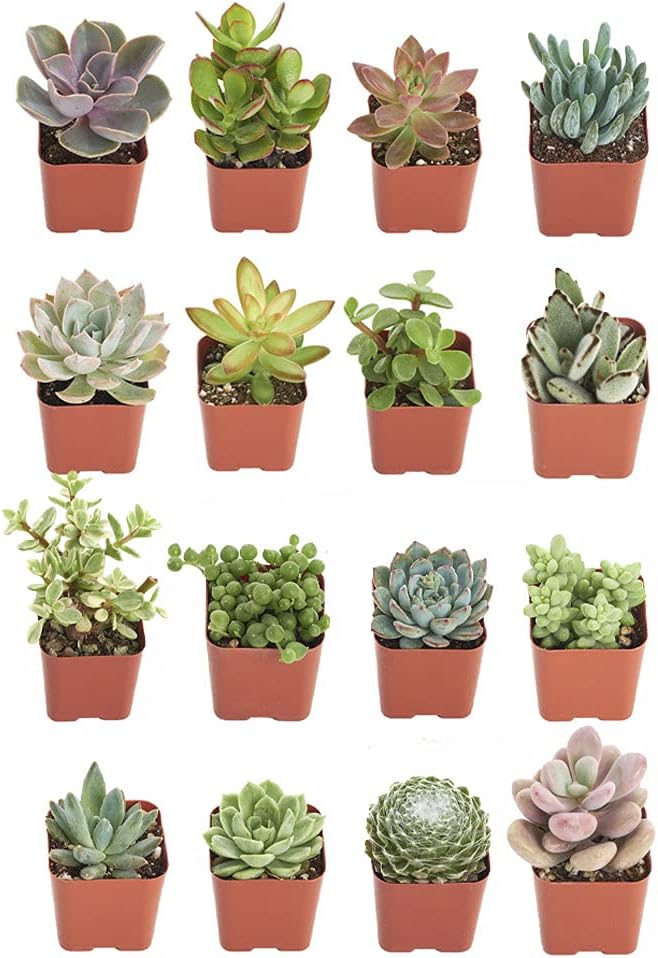 Shop Succulents Unique Succulent Plant Pack Bulk Collection - Live Mini Succulent Plants, Low Maintenance, Exceptional Colors & Textures - Wedding and Party Favors, Gift & Garden, Pack of 16