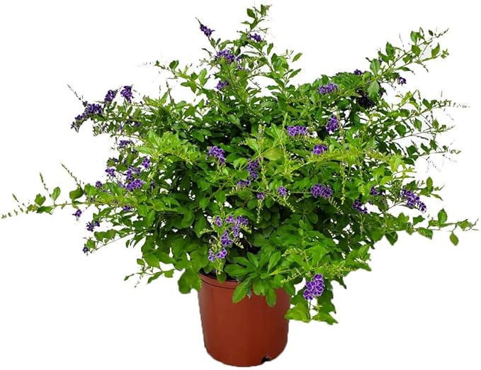 Tropical Plants of Florida - Duranta Sapphire Showers - Flowering Bush Plant - Overall Height 22" to 26" (Plant Only)