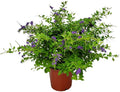 Tropical Plants of Florida - Duranta Sapphire Showers - Flowering Bush Plant - Overall Height 22" to 26" (Plant Only)