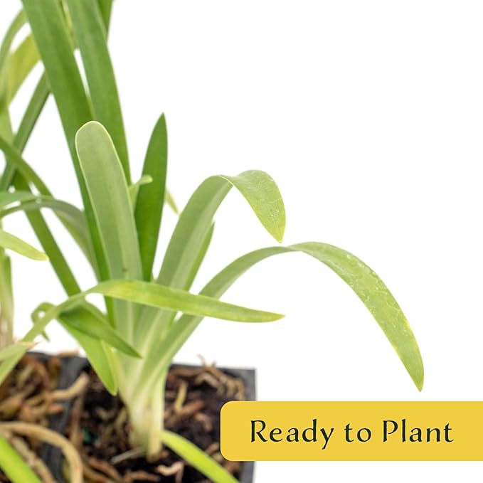 2 Frederick Street Park Agapanthus in 2.5” Nursery Cubes (Agapanthus ‘Frederick Street Park’) | Compact Semi-Evergreen Perennial for Borders, Containers, and Pollinator Gardens | Ready-to-Plant